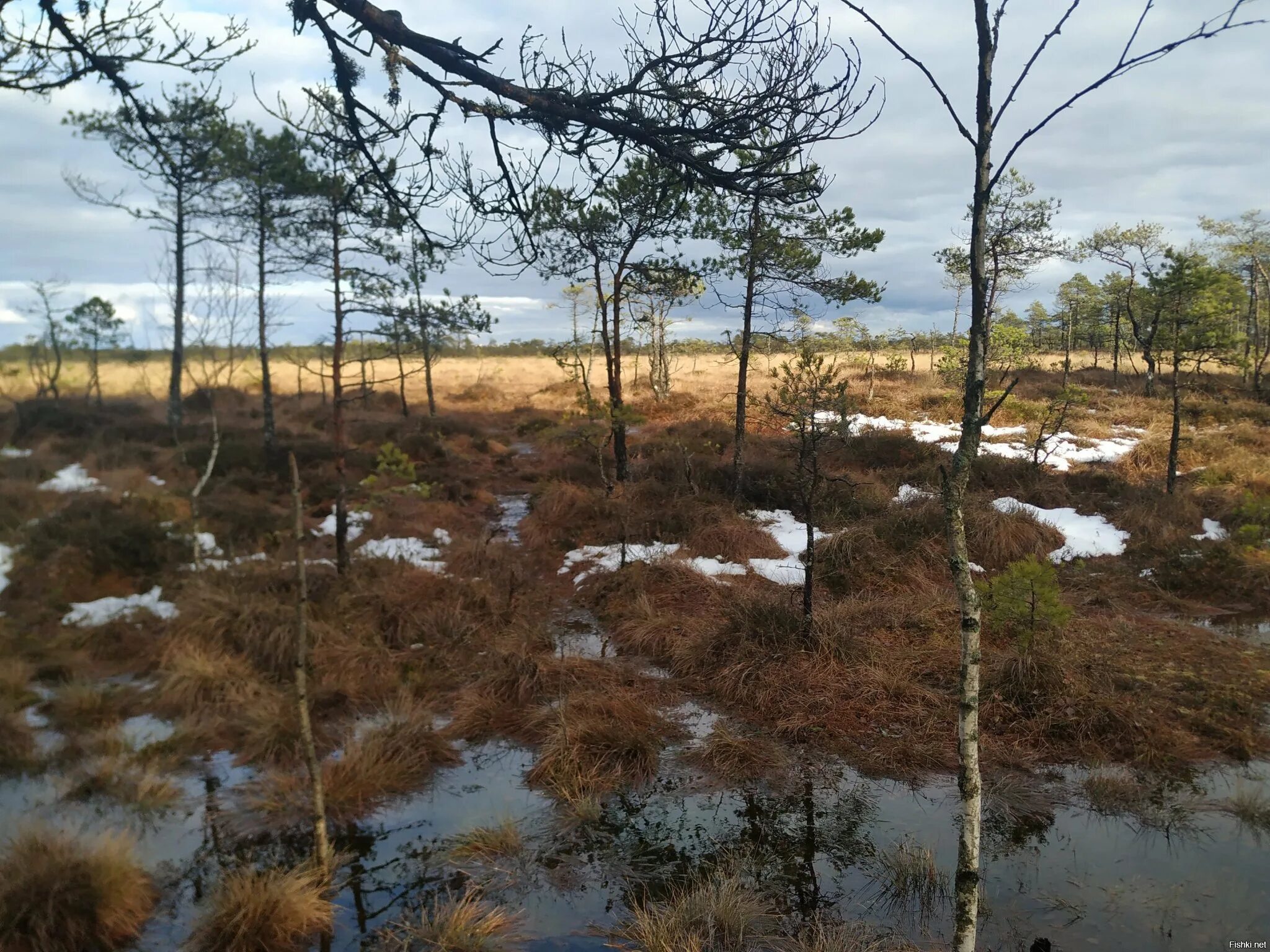 В исследованной воде из местного болота. Таменгонтское болото. Таменгонтское болото Ломоносовский район. Порзоловское болото. ШУМИХИНСКОЕ болото.