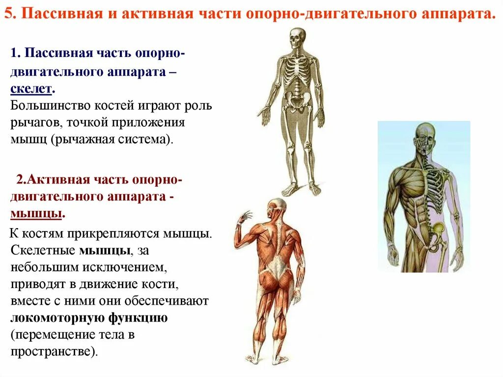 К костной системе относятся