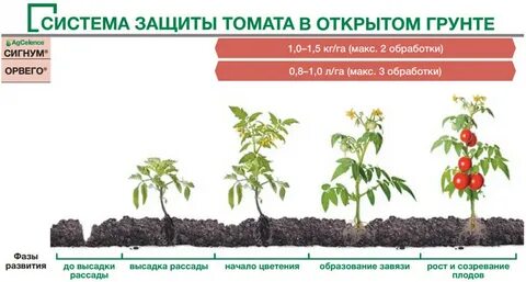 Сколько раз обрабатывать помидоры завязью