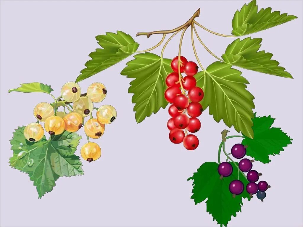 Ягоды рисунок. Смородина красная. Смородина красная. Красная смородина на белом фоне. Redberry ягода.
