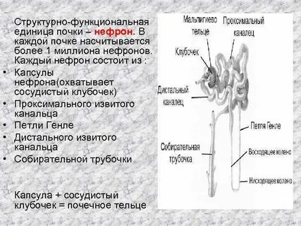 Структурная функциональная единица почки называется