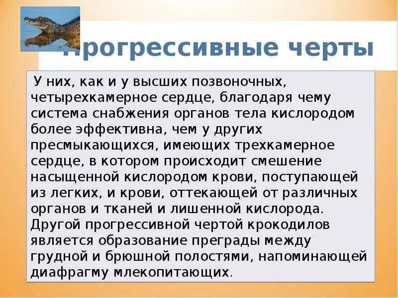 Какую роль играют современные рептилии в природе. Значение пресмыкающихся в природе и жизни человека. роль пресмыкающихся в природе. значение пресмыкающихся для человека. значение рептилий в природе и жизни.