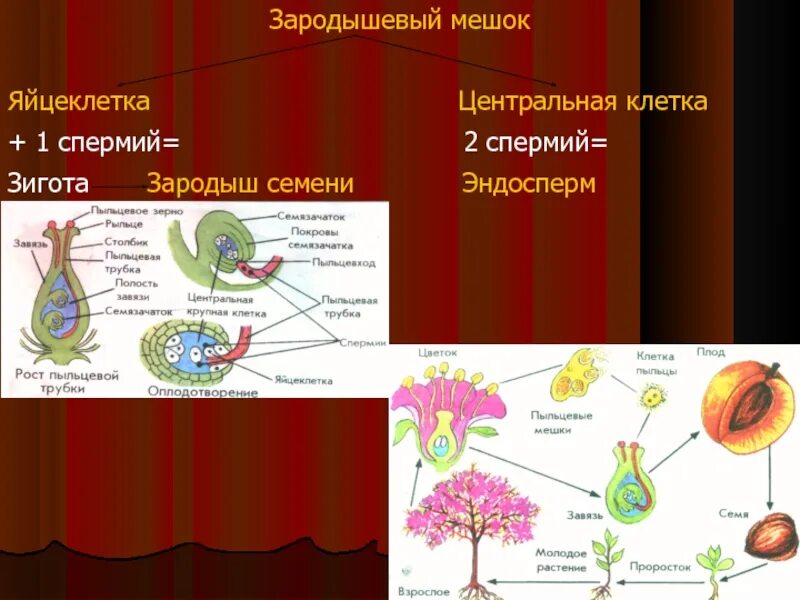 Спермия цветка. Зигота цветковых растений. Зародышевый мешок у цветковых растений это. Яйцеклетка зародышевого мешка. Спермии и яйцеклетки растений.