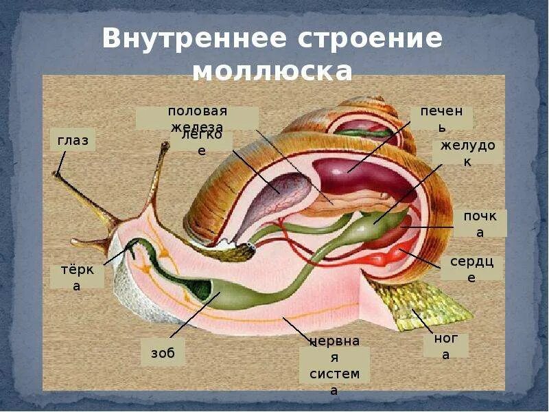 Вторичная полость тела моллюска. Внутренняя система брюхоногие моллюски. Строение брюхоногих моллюсков 7 класс биология. Внутреннее строение брюхоногих моллюсков 7 класс. Внутреннее строение брюхоногого моллюска рисунок.