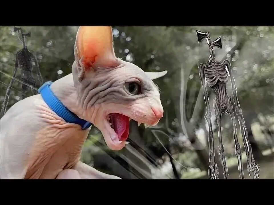 Кот миллион геймс. Канал кот 1000000. Канал кот 1000000. Кот миллион. Канал кот миллион геймс.