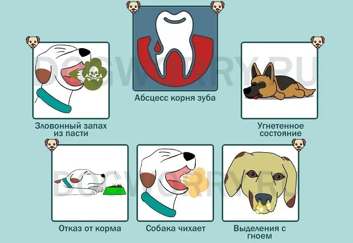 Почему у собаки запах. Собака чихает и фыркает причины. Причины чихания у собак. Как вызвать чихание у собаки.