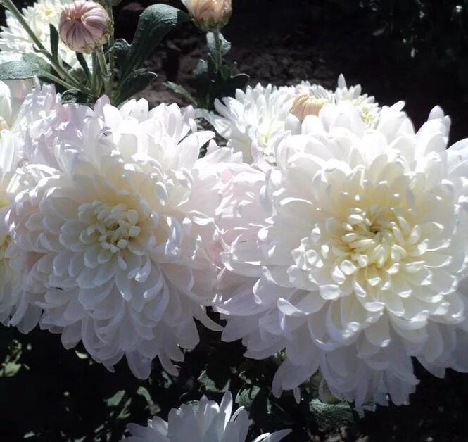 Незнакомка хризантема корейская фото Коллекционный объект БСИ ДВО РАН: Chrysanthemum x hortorum(Сорт:Akademik Zhirmun