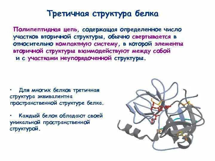 Третичная структура белка данная структура. Третичная структура белка. Третичная структура белков. Третичная структура полипептидной цепи. Белки третичная структура.