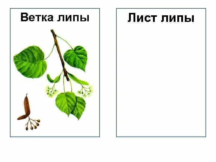 Какое расположение листьев у липы Смотреть диафильм Строение и разнообразие листьев