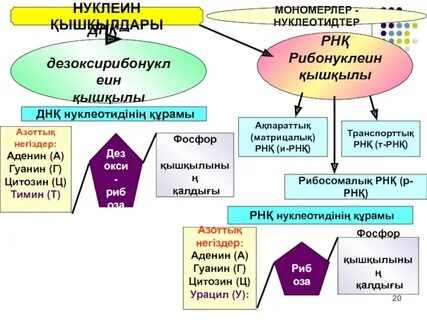 Нуклеин