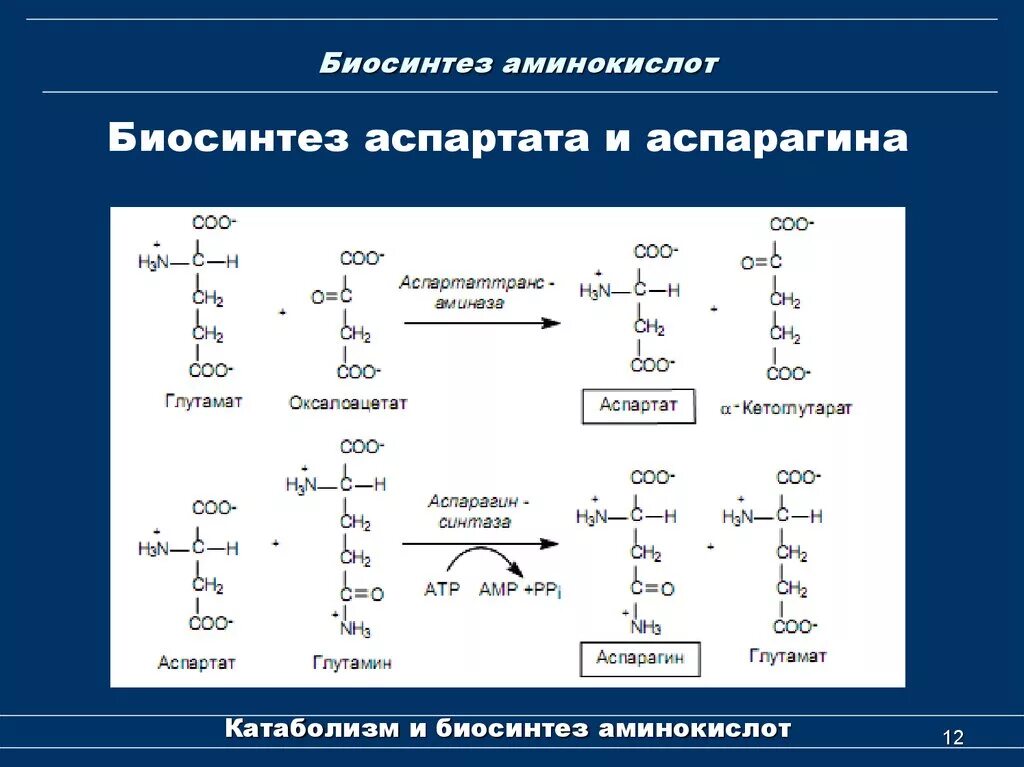 Как изменилось количество аминокислот. Синтез заменимых аминокислот. Биосинтез аспарагина реакции. Биосинтез аминокислот из пирувата. Схема синтеза заменимых аминокислот.