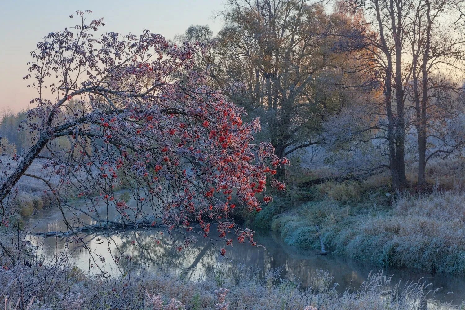 Все кругом быстро чернело. Ноябрь природа. Поздняя осень. Осень ноябрь. Поздняя осень в лесу.