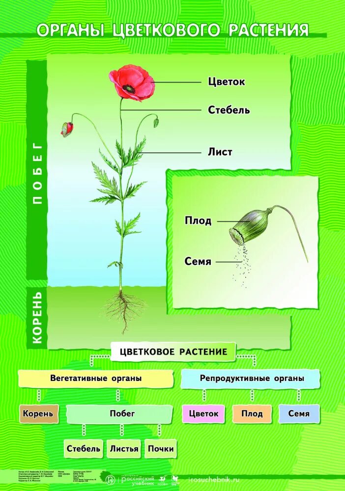 Органы цветковых растений схема. Органы цветковых растений 6 класс биология. Органы цветкового растения 6 класс биология таблица. Органы цветкокого растения. Материал на урок биологии
