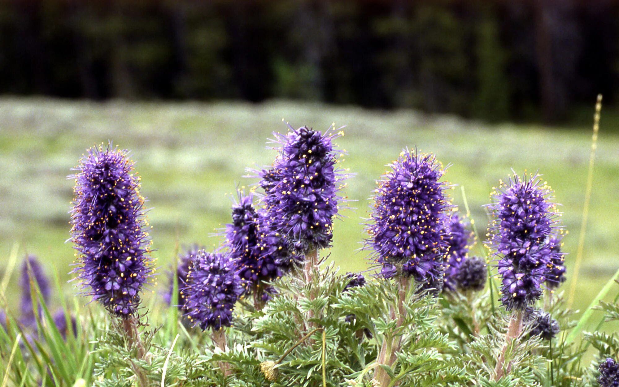 Common plants. Phacelia sericea. Фацелия Колокольчиковая. Фацелия шелковистая. Фацелия калифорнийский колокольчик.