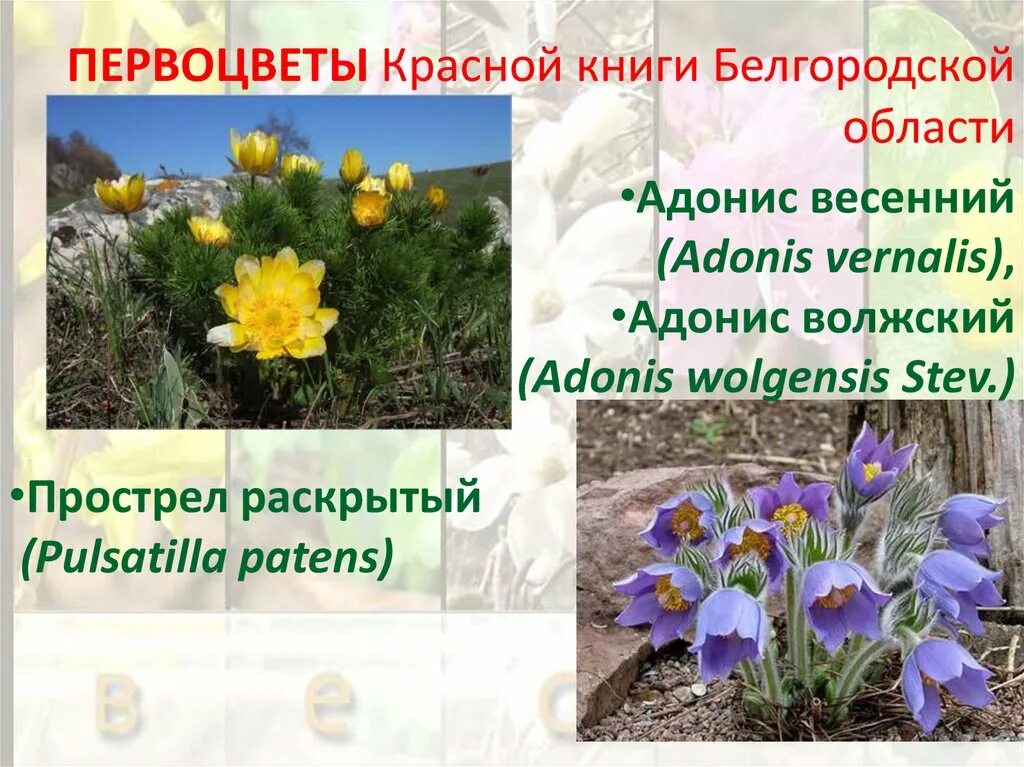 Первоцвет адонис весенний. Прострел весенний Pulsatilla vernalis. Прострел адонис весенний. Первоцветыббелгородской.