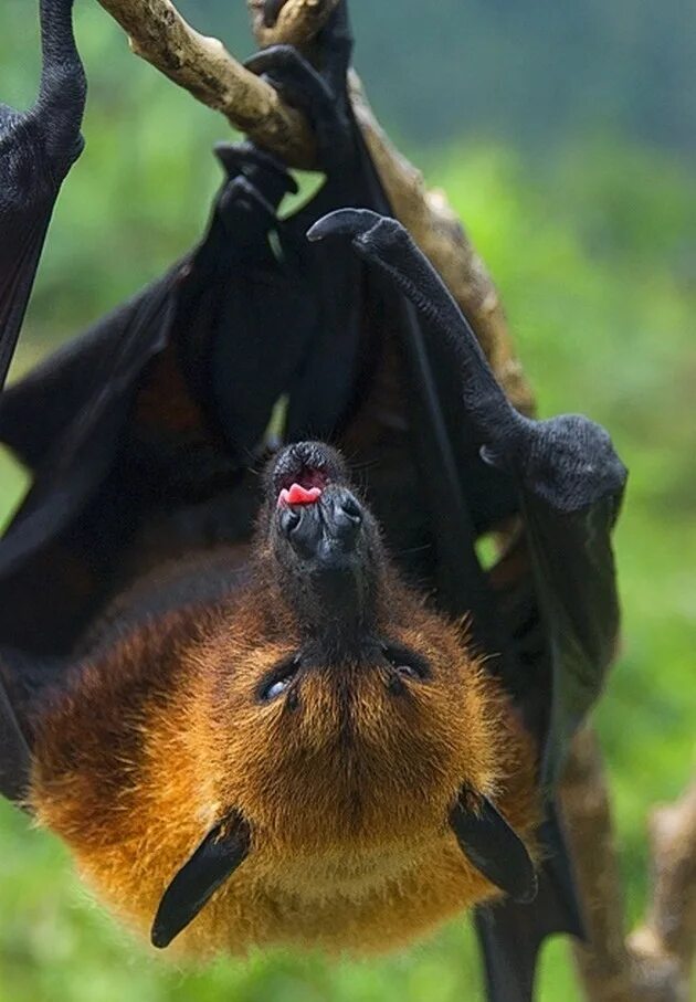 Как выглядит летучая собака Giant Fruit Bat in Indonesia Bat flying, Large animals, Fruit bat