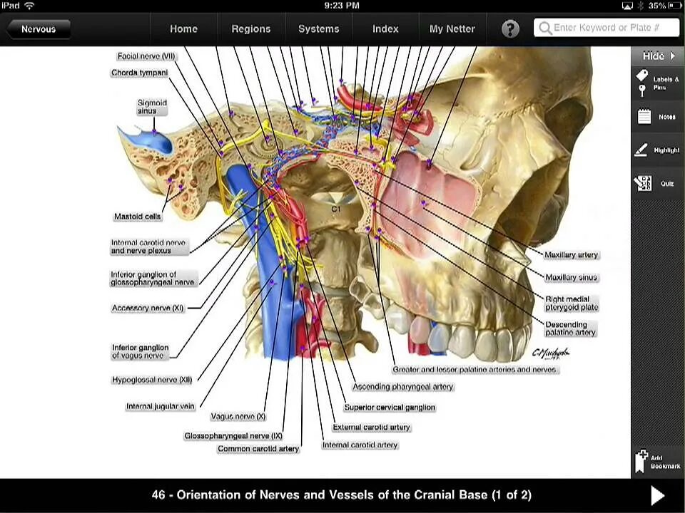 Atlas of human anatomy netter. Череп неттер атлас. череп анатомия неттер. неттер атлас анатомии. ресничный узел netter.
