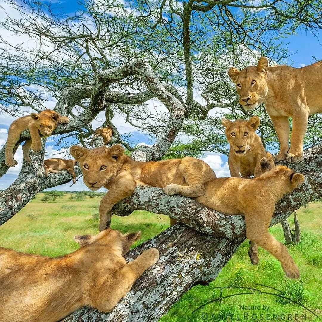 Центр диких животных