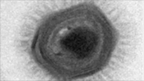 Big virus