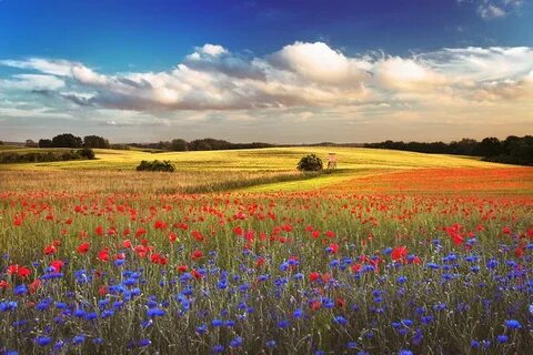 Красивые картинки полей с цветами