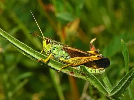 Short horned grasshopper