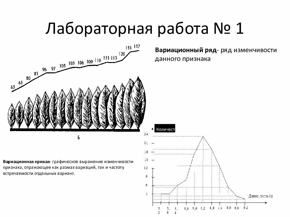 Как построить вариационную кривую изменчивости. Модификационная изменчивость ввриационнфй рд. Построение вариационной кривой модификационной изменчивости. Построение вариационной кривой. Лабораторная работа 1 модификационная изменчивость.