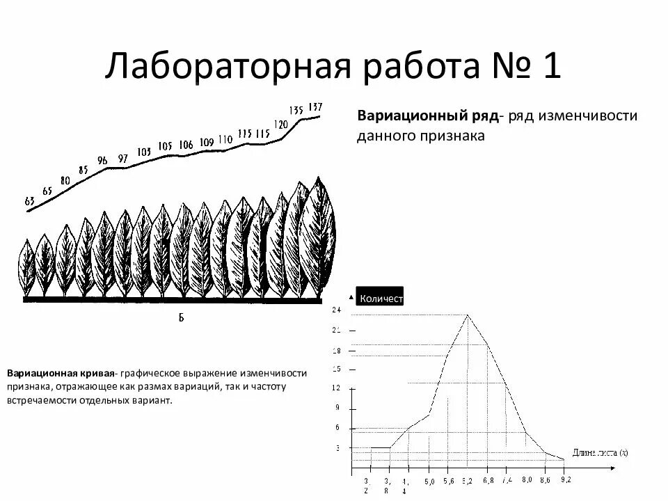 Порядок нарастания. Лабораторная изменчивость построение вариационного. Лабораторная работа 1 модификационная изменчивость. Норма реакции признака вариационный ряд и вариационная кривая. Построение вариационного ряда изменчивости признака.