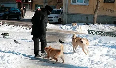 Нападение диких собак