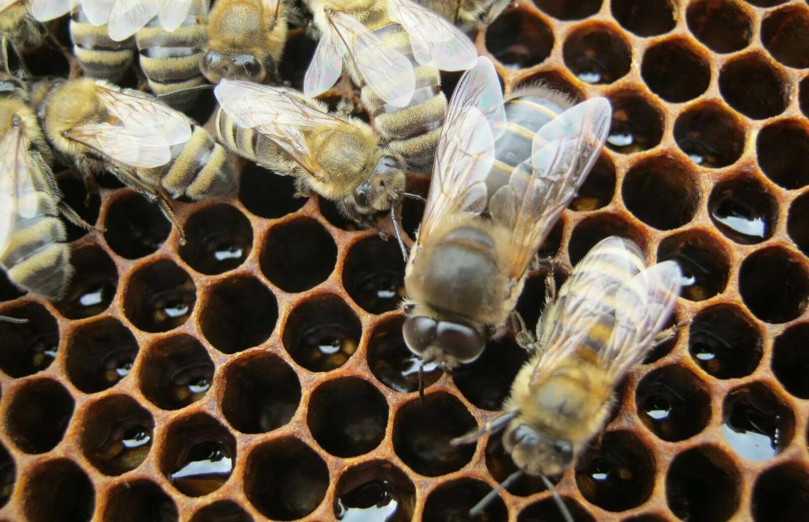 Трутни в пчелиной семье. Пчелиная матка и трутень. Пчела трутовка. Трутень самец пчелы. Жизнь пчел рабочих