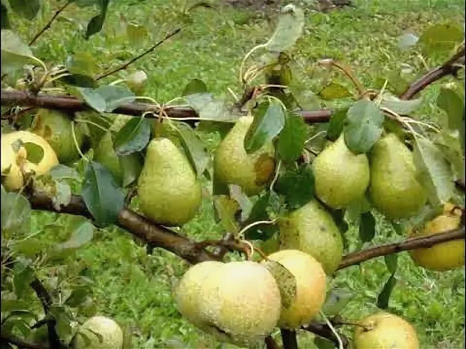 Груша с червячком игрушка. Груша комис. Деревянная груша. Груша папа мама. Груша папа мама.