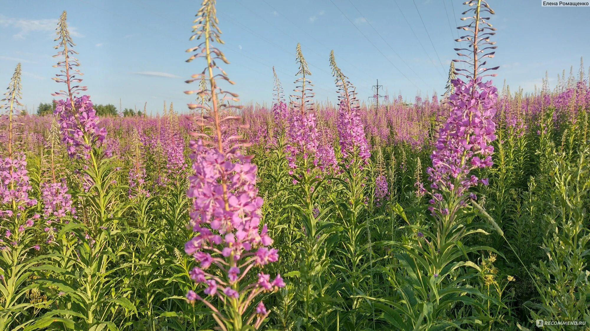 Как выглядит цветок иван чай File:Chamerion angustifolium 2012  Wikimedia Commons