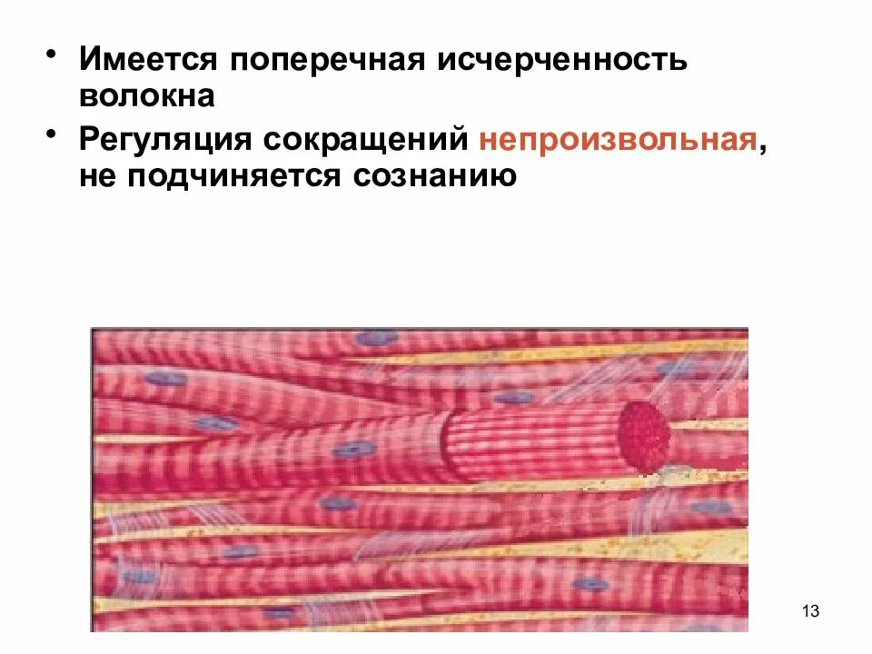 Мышеечные волокна:с исчерчен. Поперечная исчерченность скелетной мышечной ткани обусловлена. Копрограмма стеаторея креаторея амилорея. Мышечные волокна без исчерченностью что это значит. Мышечные волокна без исчерченностью что это значит.