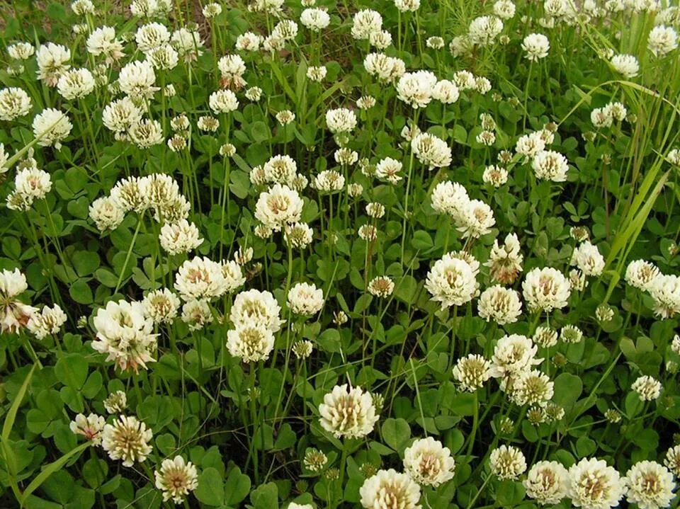 Клевер белый. Клевер белый ползучий. клевер ползучий белый trifolium repens. клевер сорт ривендел. клевер ползучий белый сорт ривендел.