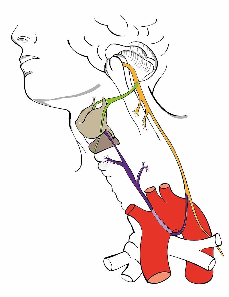 Блуждающий нерв рисунок. Блуждающий нерв возвратный гортанный нерв. Гортанный нерв топография. Обратно гортанный нерв.