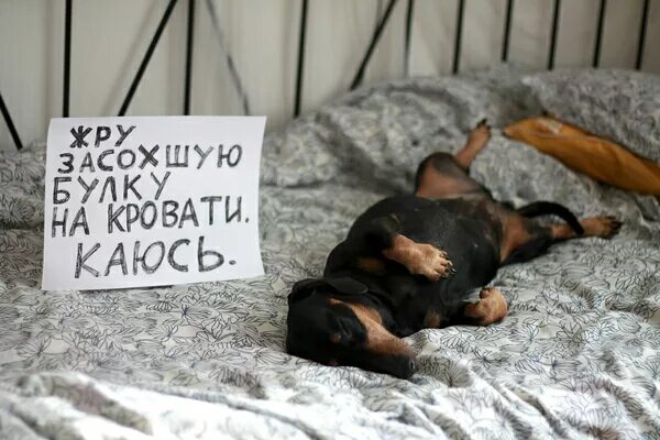 Доброе утро такса картинки прикольные 900+ Doggies ideas in 2021 dachshund, dachshund love, wiener dog