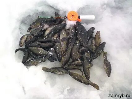 Ловля ротана зимой
