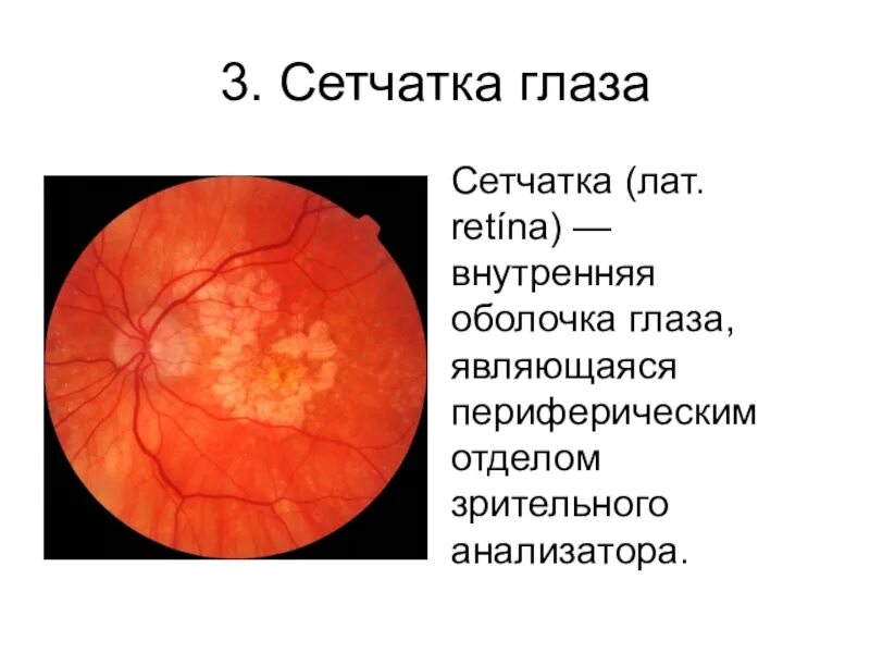 Сетчатая оболочка глазного. Сетчатка глаза. Внутренняя оболочка глаза сетчатка. Структура сетчатки. Сетчатая оболочка глаза.