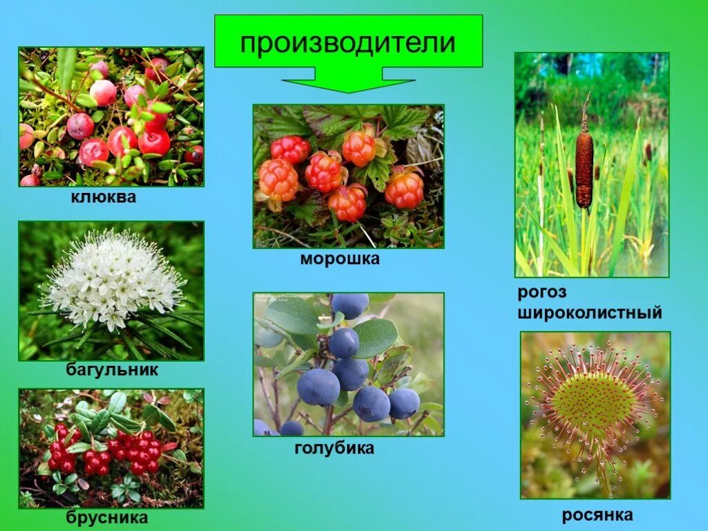 Растения болота. Производители болота. Болотные растения названия. Растения на болоте.