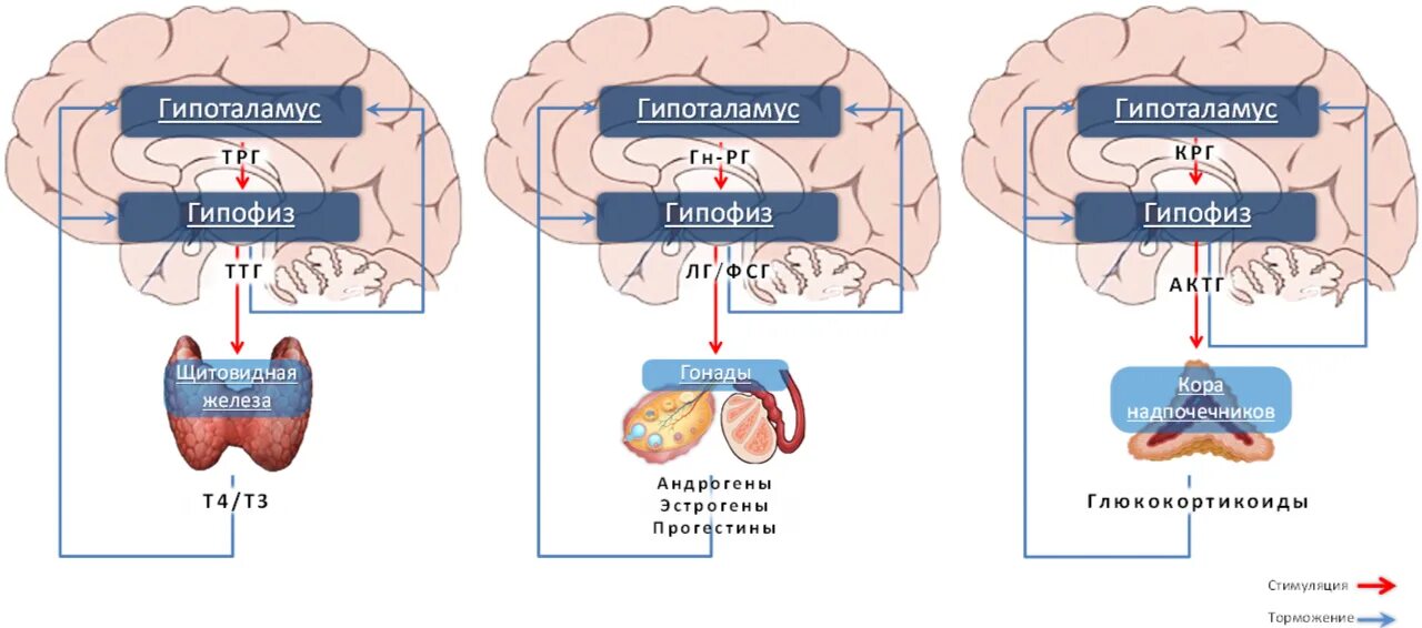 Гипоталамус гипофиз надпочечники ось. Гипоталамус гипофиз щитовидная железа схема. Схема работы системы гипоталамус гипофиз надпочечники.