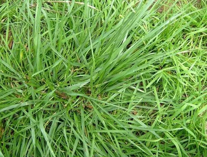 ). Овсяница камышовая. Овсяница тростниковая (festuca arundinacea l. ). Овсяница камышовая.