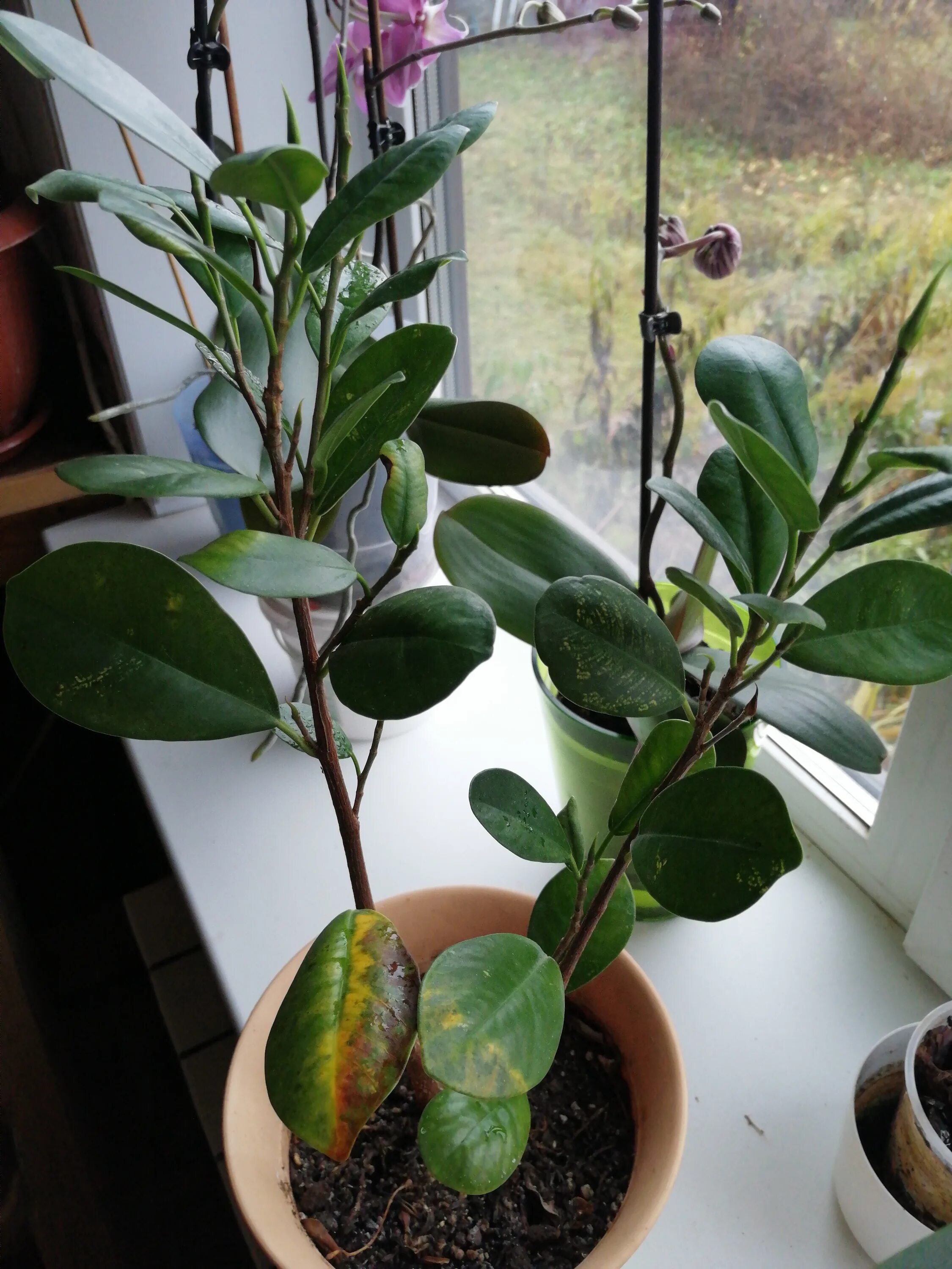 Фикус каучуконосный скручиваются листья. Фикус робуста листья. У фикуса пожелтели листья. Фикус бенджамина дунетти. Фикус желтеют листья что делать зимой.