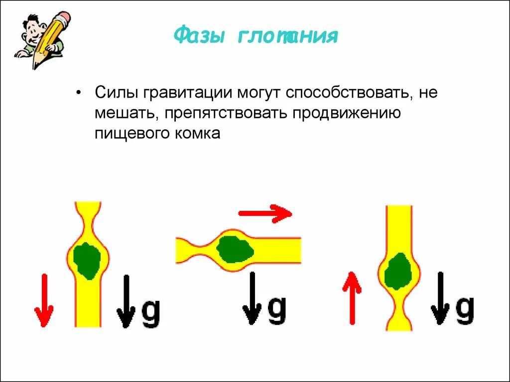 Фазы глотания. Фазы глотания физиология. глотание его фазы и регуляция. схема акта глотания. физиология глотания его фазы регуляция.