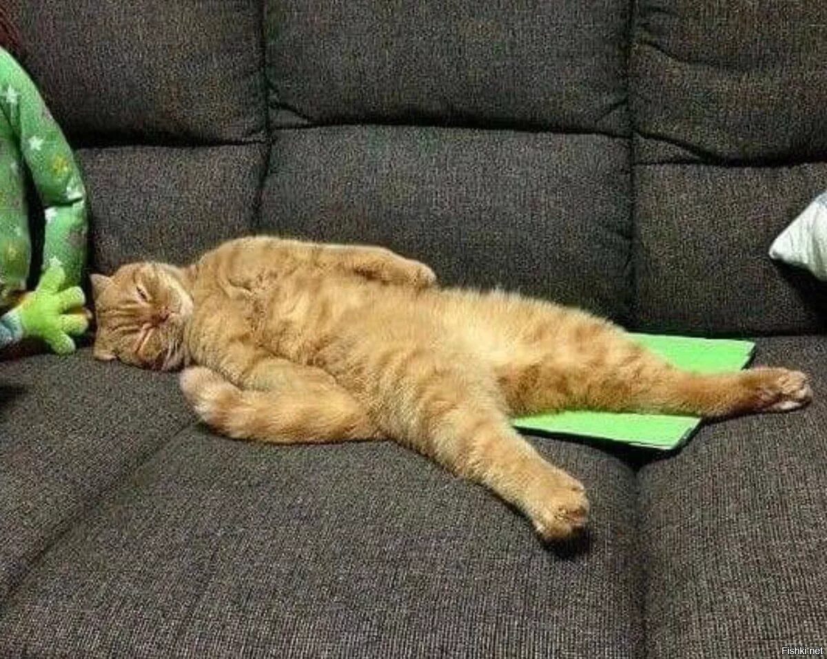 Кот на диване. Кот валяется на диване. Котик на диване. Кот лежит на диване.