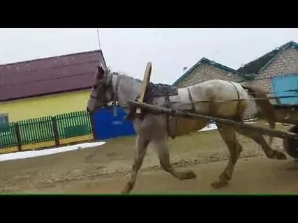Кобылка лошадь