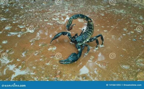 Почему скорпионы водные
