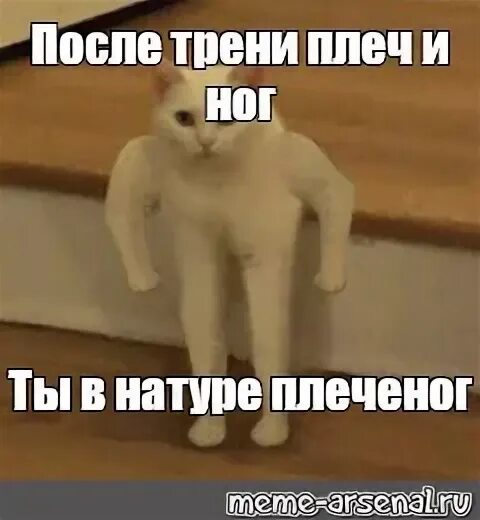 Возврат в натуре. Кот качок на двух лапах. Котик на двух ногах Мем. Коты Мем на двух лапах. Коты с руками Мем.