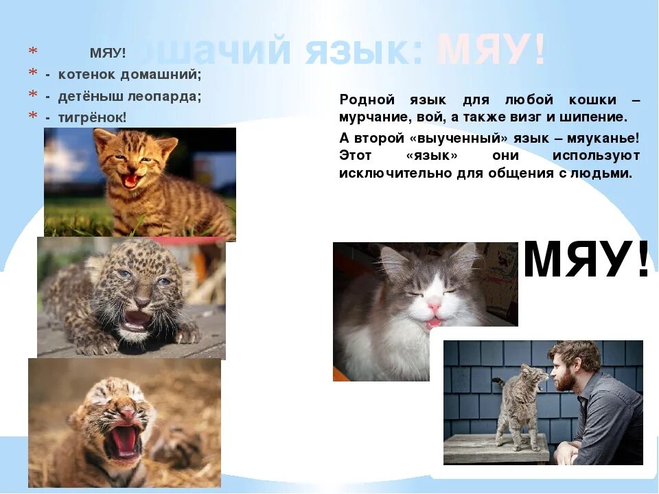 Просто мяу. Кот мяу. Язык кошачьего мяуканья. Кошачий язык мяу.