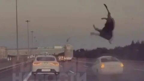 Лось на кад