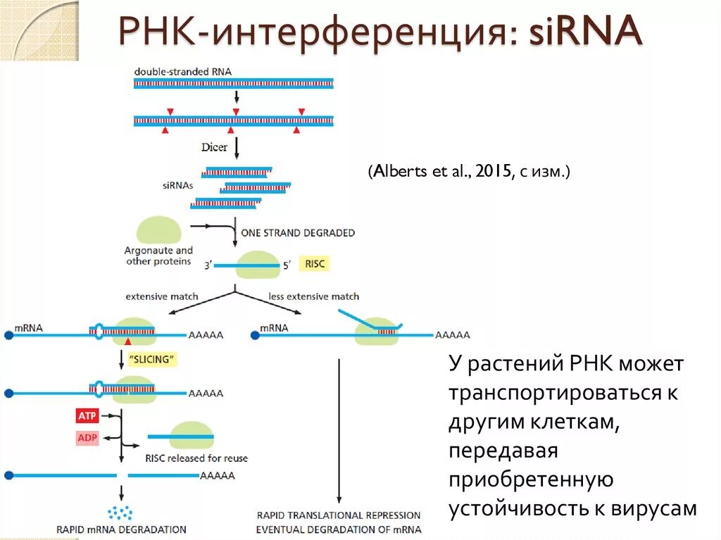 Этапы процесса РНК-интерференции.. Малые интерферирующие РНК схема. РНК-интерференция RNAI. Этапы РНК интерференции.