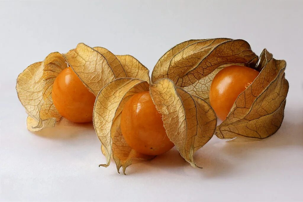 Физалис коробочка. Физалис китайский фонарик сухоцвет. Физалис сухоцвет. Физалис эстетика. Физалис коробочка.